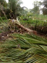 Habitat Makin Sempit, Gajah Masuk Perkebunan Warga Pekanbaru