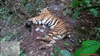 Harimau Sumatera Meregang Nyawa di Lahan Konsesi Arara Abadi