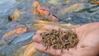 Kadis Pertanian dan Perikanan Pekanbaru klaim, 60 persen warga konsumsi ikan lokal