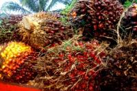 Petani Bagan Keluhkan Produksi Panen Sawit Anjlok