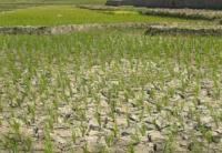 Wah! Ratusan Hektar Sawah di Kampar Terancam Gagal Panen