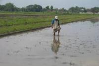 Tak Jelas, Petani Riau tak mau lagi bertani