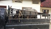 Gara-gara Maling Kerbau, Pria di Kuansing Bonyok Dihajar Ratusan Warga