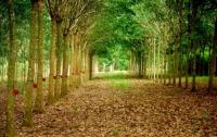 Dapat dana bikin kebun Karet 400 HA, eh, rupanya di kawasan hutan