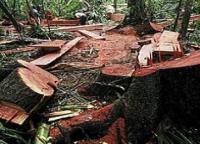 Kebakaran Suaka Margasatwa Kerumutan tak terdeteksi satelit, Kapolres bantah ada pembalakan