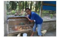 Beternak Ayam dan Bebek Solusi Ekonomi di Saat Pandemi