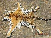 Humas WWF Riau: Penjual Kulit Harimau Sumatera Harus Dihukum Berat!