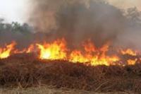 Waduh! Puluhan Hektare Lahan di Tasik Pinggir Dibiarkan Terbakar