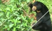 Konflik Warga vs Beruang, Polsek Rambah minta warga jauhi kebun sebelum BKSDA datang