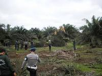 Punya lahan sawit 2.700 Hektare, PT TSM Ngaku Lagi Urus Izin Pelepasan ke KLHK