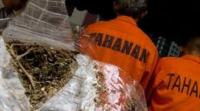 Polsek Simpang Kanan Rohil sikat 29 paket ganja siap edar