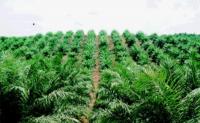 Ditagih janji kebun Plasma, PT SLS di Pelalawan "buang badan"