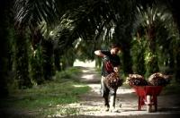 Inkrah di Perdata, laporan kasus Alih Fungsi Hutan 3 tahun mengendap di Polres Kampar