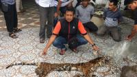 Polda Riau Tangkap Sindikat Penjual Organ Harimau
