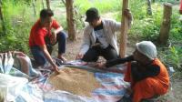 Tumbuh Kerdil ! Bibit Kedelai bantuan APBN diduga Palsu