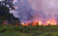Karhutla Terus Merajalela, Ratusan Hektar Lahan di Pelalawan Terbakar