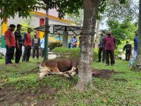 Sekretariat & DPRD Pekanbaru Bagikan 280 Kupon Hewan Kurban
