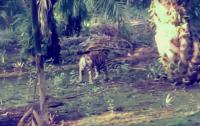 Harimau buas muncul di perkebunan sawit di Inhil