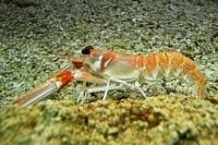 Polisi di Riau gagalkan penyelundupan Baby Lobster bernilai Milyaran Rupiah