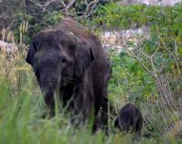 Seruni, Si Gajah Liar Melahirkan di Balai Raja