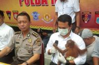 Selundupkan orang utan, PNS asal Aceh ditangkap Polda Riau