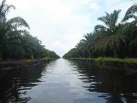 Duh! Adei Plantation Ternyata Juga Nekat Pindahkan Aliran Sungai di Pelalawan
