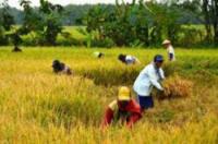 Pemkab Rohil sambut baik Swasembada Pangan 2017