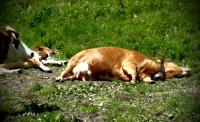 Diduga terserang virus, banyak Sapi di Kuansing bermatian