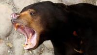 Seram! Beruang Madu Serang IRT di Rohul Hingga Luka Parah dan Pingsan