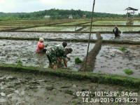 Kala TNI Menanam Padi Bersama Masyarakat di Pelalawan
