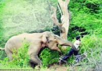 Gajah jantan yang bunuh warga Riau berumur 10 tahun