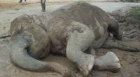 Nela si Gajah Lincah mati di Teso Nilo, BKSDA tak tau