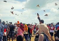 BBKSDA Riau lepas 935 ekor burung selundupan ke udara 