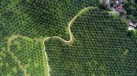 Akhirnya, Jokowi perintahkan Pemda evaluasi Izin kebun Kelapa Sawit