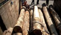 Ditangkap 4 hari lalu, pembawa kayu ilegal PT SRT belum tersangka