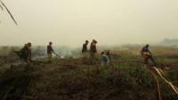 2,445 ha lahan di Riau terbakar, Meranti terparah, Polisi tahan 6 orang