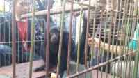 BBKSDA Ria Relokasi Siamang Peliharaan Warga