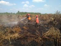 Dua hektare lahan gambut perbatasan Pekanbaru terbakar