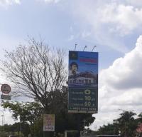 Pohon di Simpang Arifin Ahmad Pekanbaru Mendadak Mati Kering, Ada Reklame Berdiri
