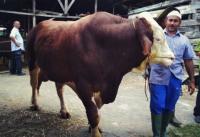 Sapi kurban anggota DPRD Pekanbaru ini kalahkan Sapi milik Presiden RI Jokowi