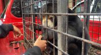 Polda Riau Selamatkan Beruang Dari Tangan Warga