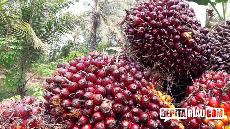 Ini harga Sawit di Riau Sepekan