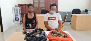 Polda Riau Amankan Penjual Sisik Tenggiling