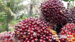 Ini harga Sawit di Riau Sepekan