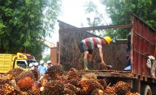 Harga Sawit Naik Rp2.508,67 per Kg