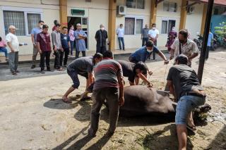 PN Pekanbaru sembelih satu ekor Hewan Kurban
