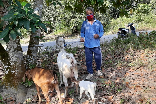 Peternak 5 Desa di Kecamatan Langgam Terima Bantuan Kambing  Program CSR