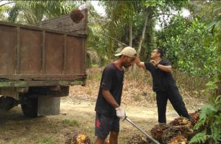 Harga Sawit di Riau Pekan Ini Tertinggi Sejak Indonesia Merdeka