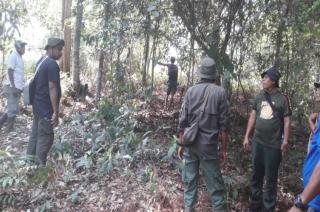 Pembukaan Lahan Penyebab Konflik Manusia Vs Satwa Gajah di Peranap