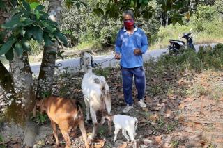 Peternak 5 Desa di Kecamatan Langgam Terima Bantuan Kambing  Program CSR